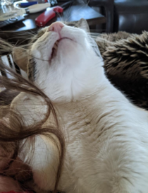 Tank the cat uses my hair as floss and does so with joy