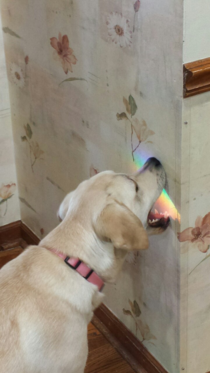 Taste the rainbow