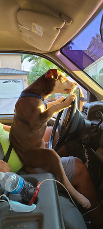 Teaching my dog how to drive He says yall better not ask him for rides when he gets his license
