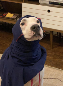 Tell Cersei I want her to know it was me