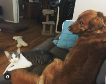 Tell me that dogs not up to something