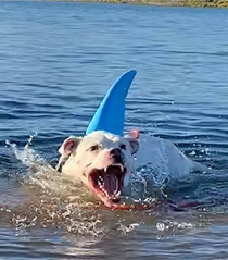 Terrifying image of great white shark captured near beach