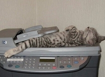 Thanks for signing up for Cat Fax