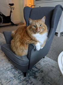 Thanks to a mini armchair for my daughter my cat looks massive