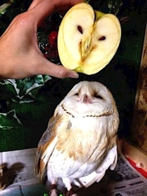 That apple looks marvelous darling