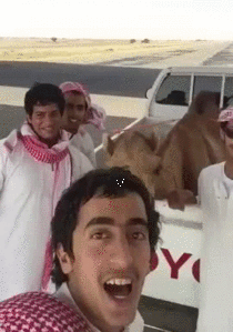 That camel D
