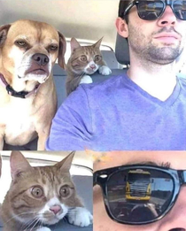That cats face tho