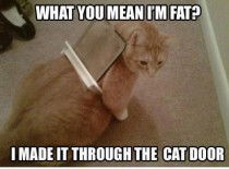 That diet cat food isnt working 