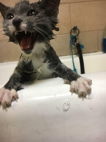 That face kittens give you when they enjoy their bath lt X-post from raww