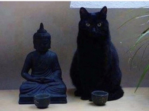 That was zen this is meow