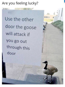 Thats a pretty scary goose