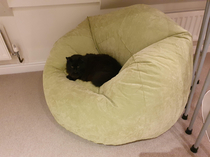 Thats fine Coco you have my inflatable chair Ill have the cat bed
