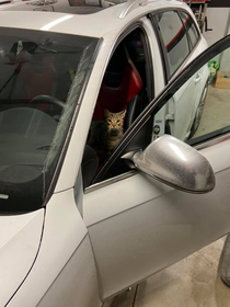 Thats My Cat Thats Not My Car