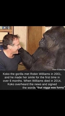Thats one smart gorilla