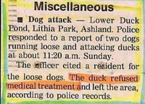 Thats one tough duck