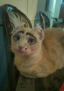 Thats what happens if you leaving a young girl with a cat