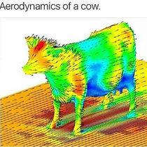 The aerodynamics of a cow