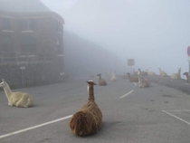 The Alpacalypse