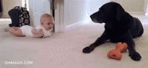 The Amazing Lover Dog Bonding with the Baby