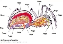 The anatomy of a spider