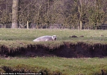 The awkward seal  miles from the coast taking a stroll through the Yorkshire dales