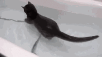The bathtub cat loop Its perfect