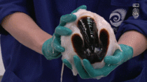 The beak of the colossal squid