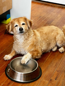 The best part about working from home is being in a meeting and having your dog begging for food behind you like so