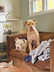 The bigger dog loves sitting on the smaller dog Yes those are his feet sticking out