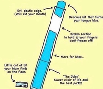 The biological components of a popsicle