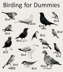 The bird is the word