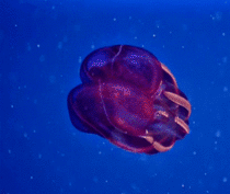 The Bloodybelly Comb Jelly looks like an alien spacecraft