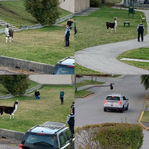 The Boys in Blue Had Their Work Cut Out For Them This Morning 