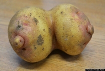 The breast potato in the world