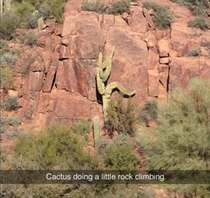 The cactusthe mountaineer