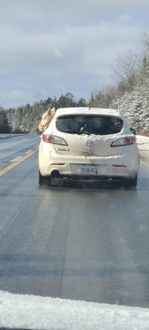 The car in front of us Thats a weird dog