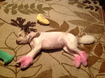 The Carpet makes it look like my Dog has Antlers