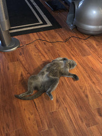 The cat Im watching sleeps like this