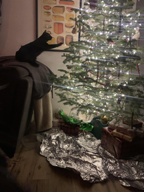 The cat is trying to circumvent the Christmas tree forcefield