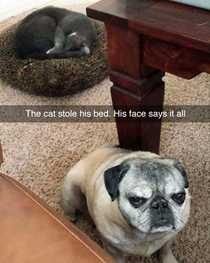The cat stole his bed his face says it all
