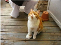 the cat that stepped on a bee
