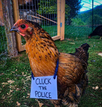 The chicken says