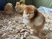 The chicks are here and theyre mad as hell