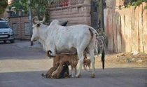 the circle of life