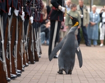 The Colonel-in-Chief of the Norwegian Royal Guard inspects his troops after being knighted