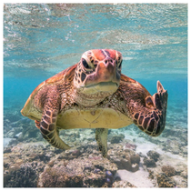 The Comedy Wildlife Photography Awards