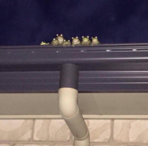 the council of frogs judge you
