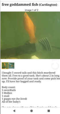 The craigslist fish