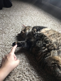 The Creation of Catam