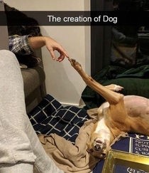 The creation of Dog